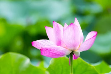 Photo sur Plexiglas fleur de lotus  beautiful lotus flower closeup