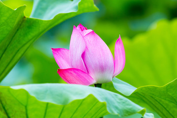 lotus flower closeup