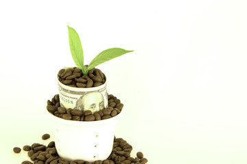 coffee Beans isolated on banknotes background area for copy space.