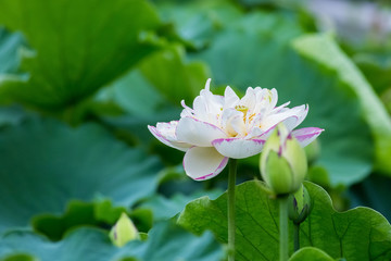 lotus flower bloom in summer