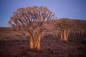 Sunset over the age old quiver tree forest in Nieuwoudtville in the Northern Cape of south africa