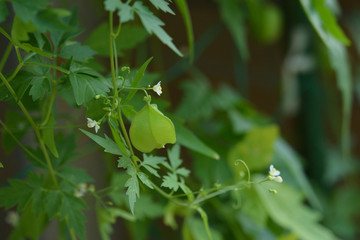 フウセンカズラ