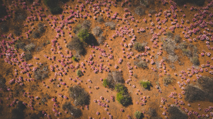 Panoramic landscape images of the March flowers (Brunsvigia Bosmaniae) in Nieuwoudtville in the Northern Cape of South Africa