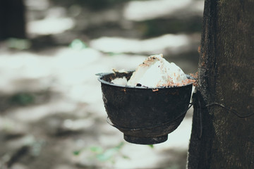 Rubber Plantation (Rubber Milk) in Thailand.