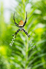 wasp spider closeup