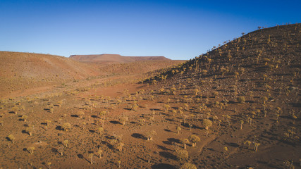 Panoramic aerial views over the quiver tree forest in nieuwoudville in the northern cape of south africa