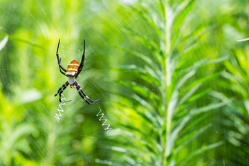 wasp spider on web