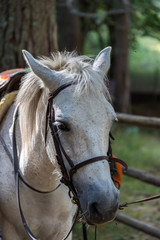 Fototapeta premium Horse