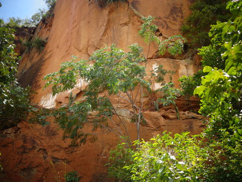tree