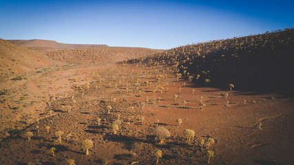 Panoramic aerial views over the quiver tree forest in nieuwoudville in the northern cape of south...