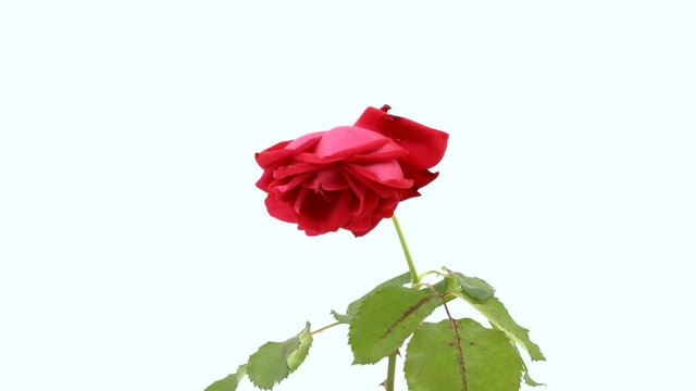 red rose dying in timelapse