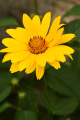 Yellow Daisy Family Flower