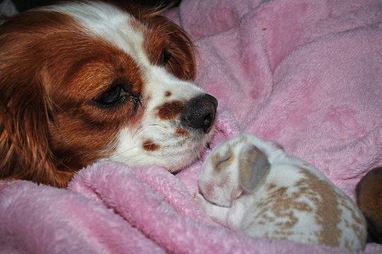 Dog and baby bunny new born rabbit kit. Cavalier king charles spaniel puppy and lop animals together. Cute.