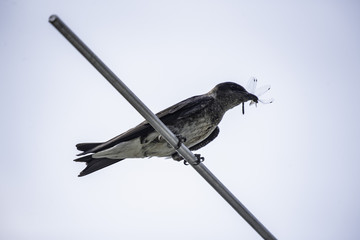 Blue Martin with Dragonfly in Mouth
