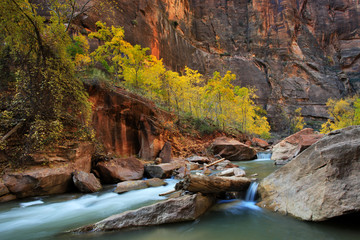 Golden Autumn, The Narrows, Zion National Park, Utah