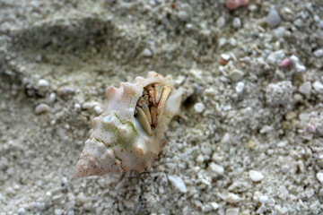 Hermit Crab