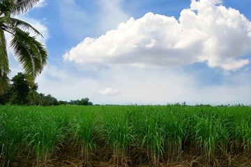 Green of corn farm with blue sky and clouds in the morning at Thailand, Idea agriculture, Space for text in template, Travel and Ecological concept, Landscape of corn field with palm tree
