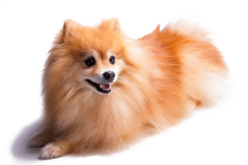 Obraz premium Beautiful, happy, relaxed and well behaved golden Pomeranian male puppy dog sitting down looking to the side, isolated on white background. Cute fluffy golden mane.
