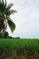 Green of corn farm with blue sky and clouds in the morning at Thailand, Idea agriculture, Space for text in template, Travel and Ecological concept, Landscape of corn field with palm tree, Vertical