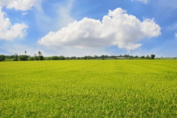 Fototapeta premium Green cornfield with blue sky and clouds in the morning at Thailand, Idea agriculture, Space for text in template, Travel and Ecological concept