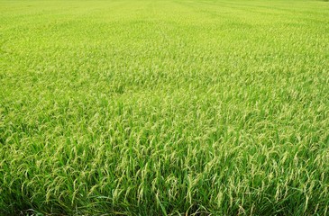 Green cornfield at Thailand, Idea agriculture, Space for text in template, Travel and Ecological concept