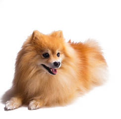 Fluffy golden made on a well behaved male Pomeranian puppy dog.