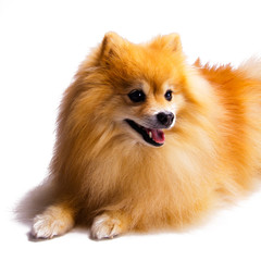 Beautiful, happy, relaxed and well behaved golden Pomeranian puppy dog sitting down looking to the side, isolated on white background. Cute fluffy golden mane