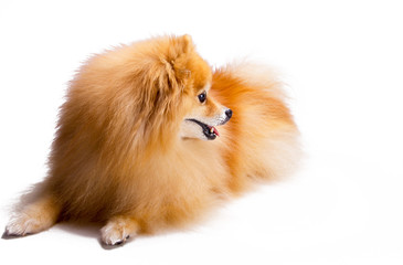 Beautiful, happy, relaxed and well behaved golden Pomeranian puppy dog sitting down, isolated on white background.