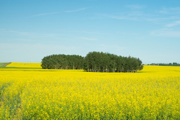 Trees in Canola Farm 