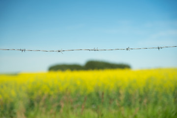 Wire Fence Surrounding a Canola farm field 
