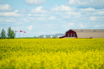 Plakat Canola Field with farmhouse in background