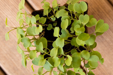 Young shoots of arugula . The view from the top . Spring has come