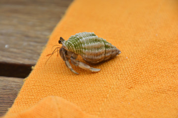 Hermit Crab on the Table