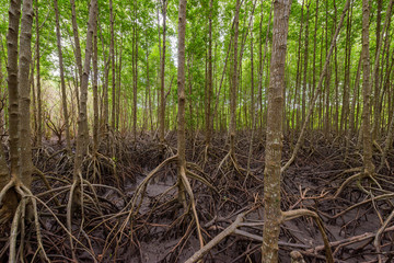 Mangroves inTung Prong Thong or Golden Mangrove Field at Estuary Pra Sae, Rayong, Thailand
