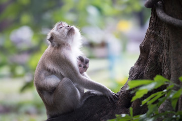 A cute monkey lives in a natural forest of Thailand