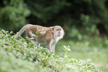 A cute monkey lives in a natural forest of Thailand