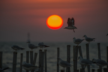 Seagulls on blur sunset background