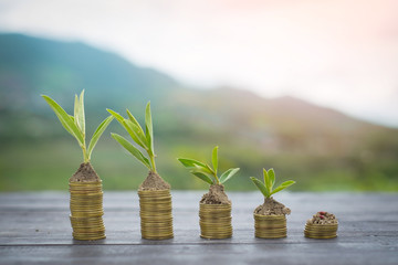 Fototapeta na wymiar Growing tree in soil and coins with nature background. Business and finance concept