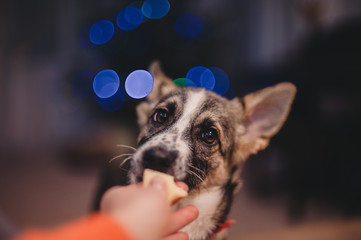 Hand giving puppy a treatment portrait