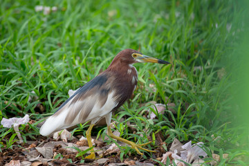 Chinese pond heron is an East Asian freshwater bird of the heron family.