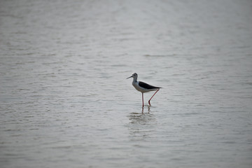 Black-winged stilt breeding habitat of all these stilts is marshes, shallow lakes and ponds. 