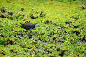 Naklejka na ściany i meble white-breasted waterhen is a waterbird of the rail and crake family. They are dark slaty birds with a clean white face, breast and belly.