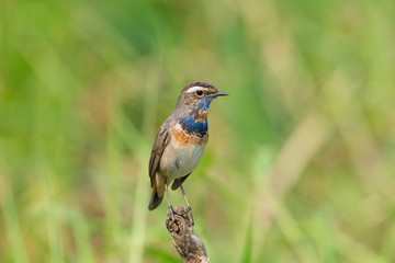 Male Bluethroats from Alaska, Bluethroat is one of the handful of birds that breed in North America and winter in Asia.