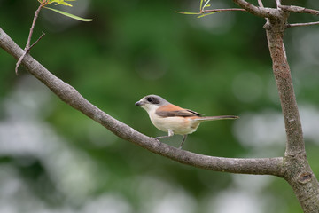 Fototapeta premium Burmese Shrike or Chestnut-backed Shrike is a species of bird in the family Laniidae. It is found in Bangladesh, Cambodia, China, India, Laos, Myanmar, Thailand, and Vietnam.