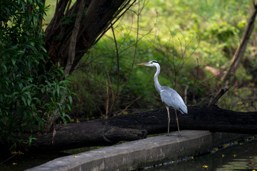 Grey heron (Ardea cinerea) is a long-legged predatory wading bird of the heron family, Ardeidae, native throughout temperate Europe and Asia and also parts of Africa.