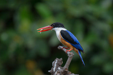 Black-Capped Kingfisher, usually seen on coastal waters and especially in mangroves, it is easily disturbed, but perches conspicuously and dives to catch fish but also feeds on large insects.
