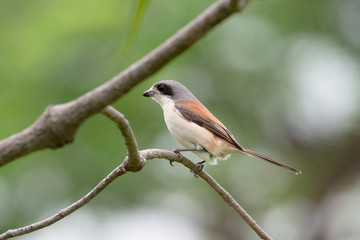 Fototapeta premium Burmese Shrike or Chestnut-backed Shrike is a species of bird in the family Laniidae. It is found in Bangladesh, Cambodia, China, India, Laos, Myanmar, Thailand, and Vietnam.