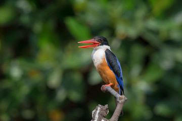 Black-Capped Kingfisher, usually seen on coastal waters and especially in mangroves, it is easily disturbed, but perches conspicuously and dives to catch fish but also feeds on large insects.