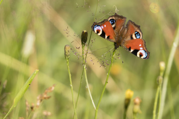 Butterfly blobs eye on the meadow.