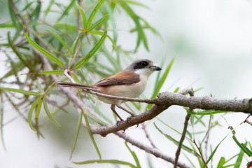 Burmese Shrike or Chestnut-backed Shrike is a species of bird in the family Laniidae. It is found in Bangladesh, Cambodia, China, India, Laos, Myanmar, Thailand, and Vietnam.